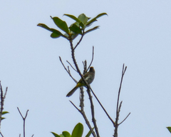 Pycnonotus bimaculatus