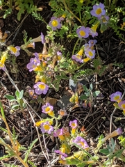 Phacelia bicolor