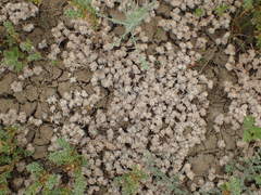 Psilocarphus tenellus