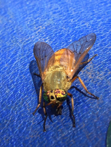 iNaturalist observation photo of Golden Deer Fly