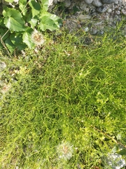 Caryophyllaceae