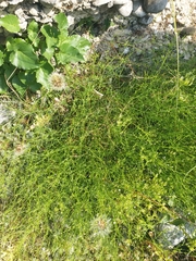 Caryophyllaceae