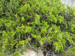 Cliffortia tuberculata