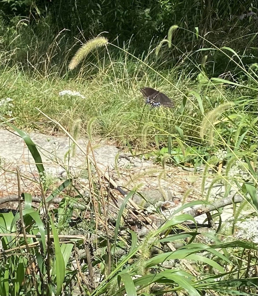 Eastern Black Swallowtail