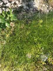 Caryophyllaceae