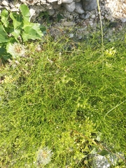 Caryophyllaceae