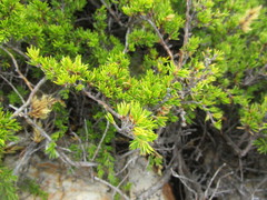 Cliffortia tuberculata