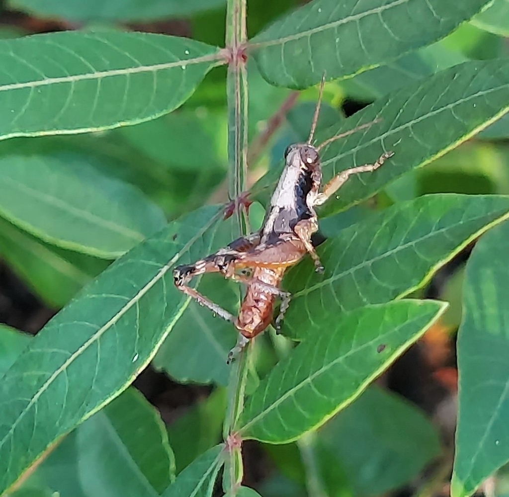 Withlacoochee Grasshopper