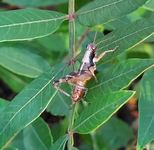Withlacoochee Grasshopper