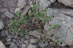Cistanthe amarantoides