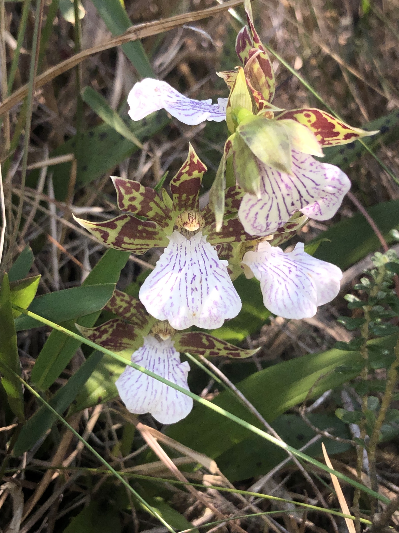 Imagem de Orquídea