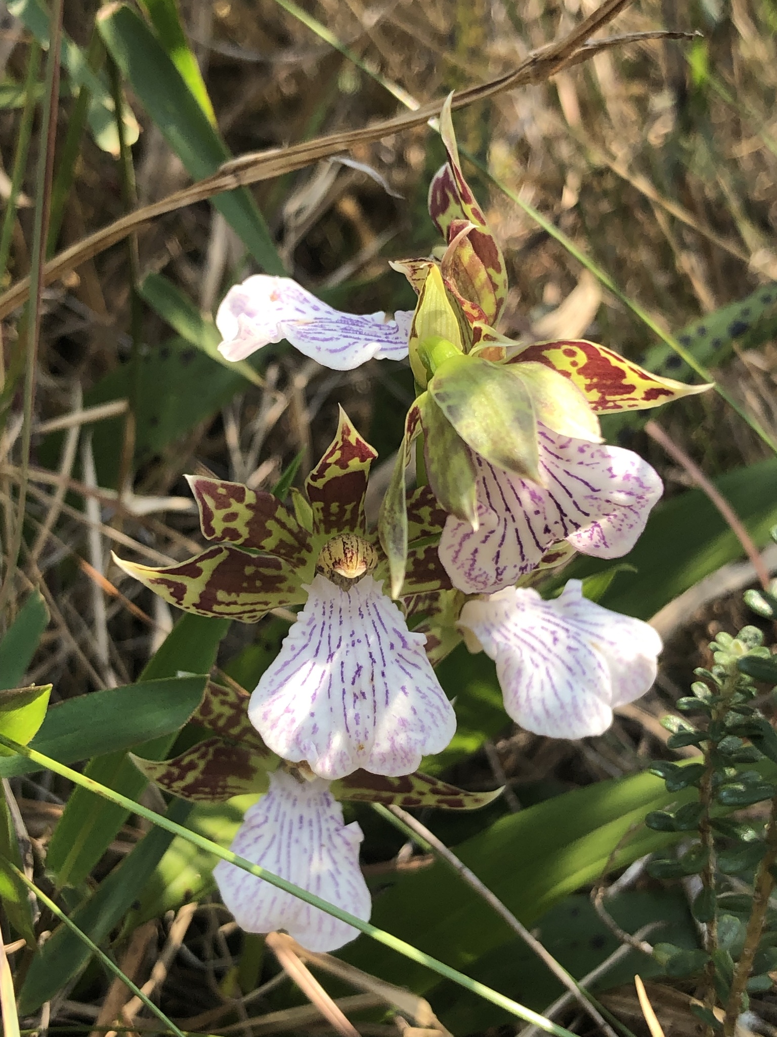 Imagem de Orquídea