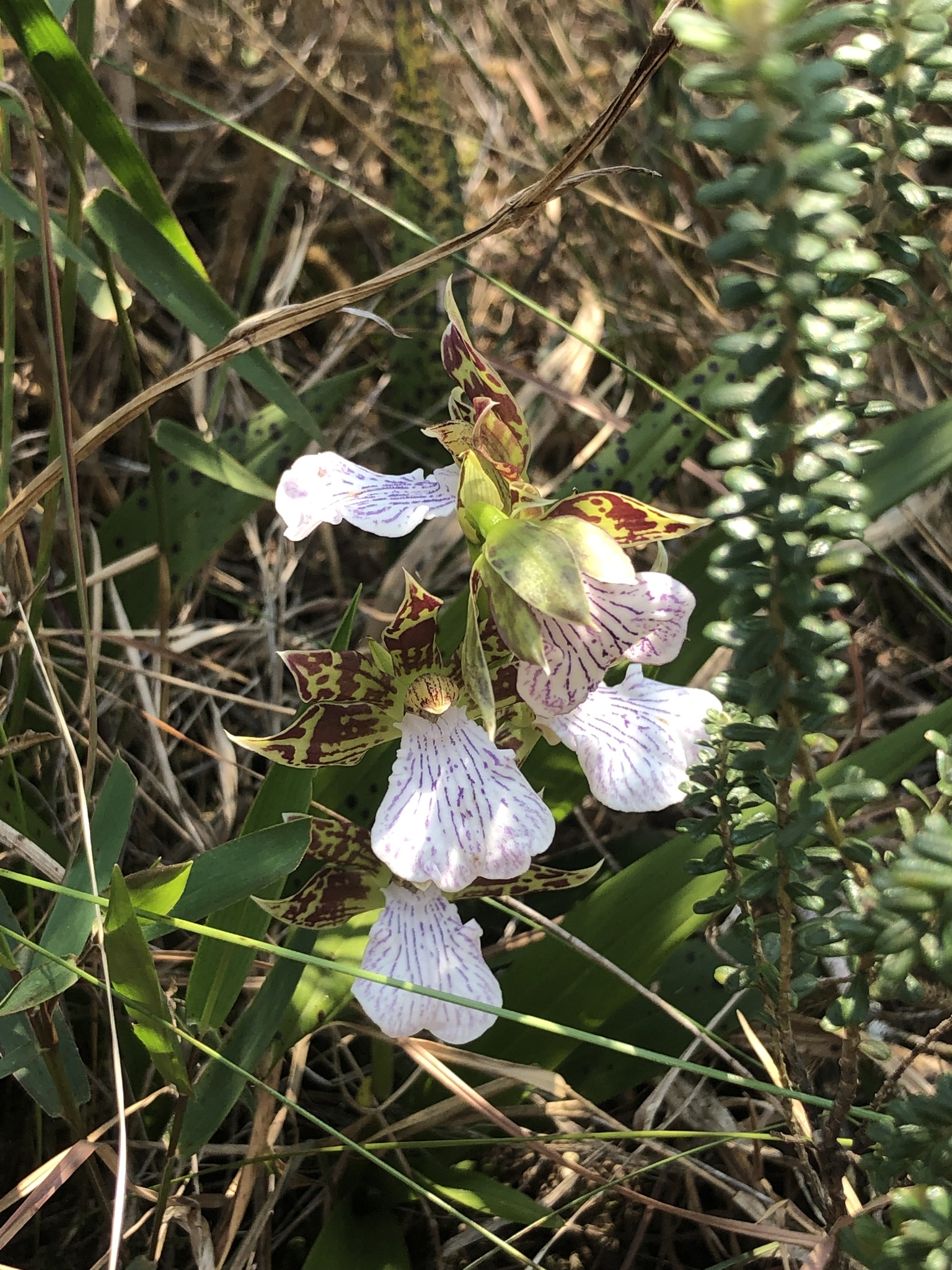 Imagem de Orquídea