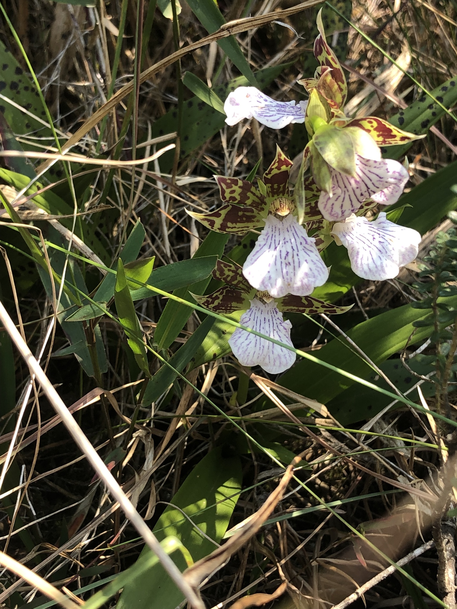 Imagem de Orquídea