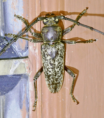 Enaphalodes cortiphagus