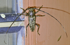 Enaphalodes cortiphagus