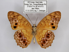 Phalanta eurytis eurytis