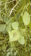 Eupholidoptera chabrieri