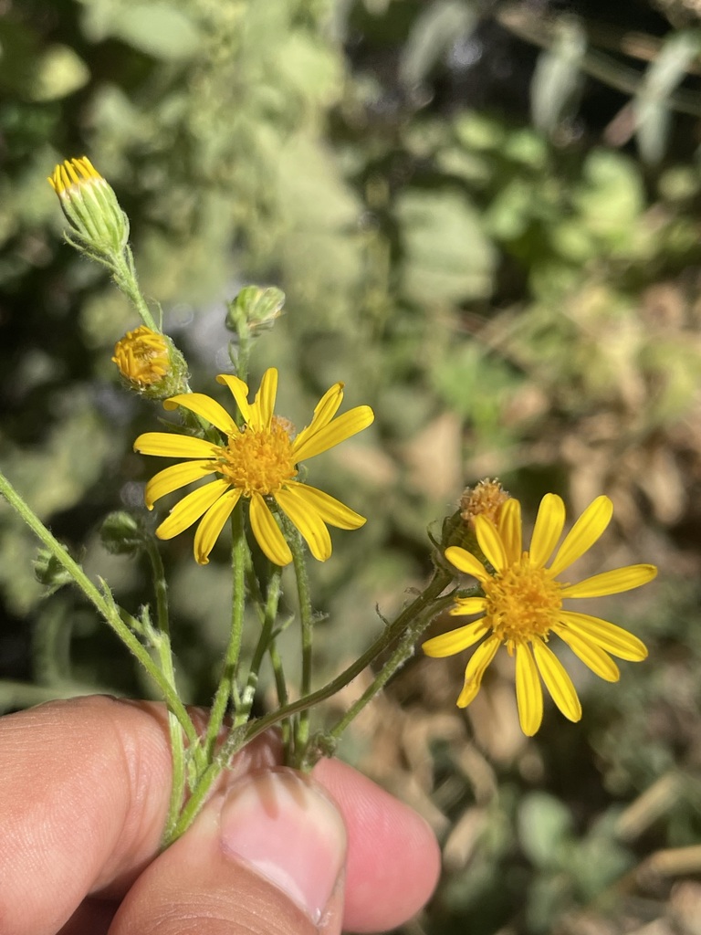 Jacobaea mollis