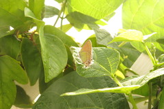 Callophrys xami xami