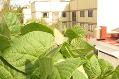 Callophrys xami xami