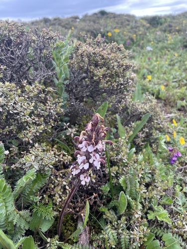 Pedicularis rhynchodonta