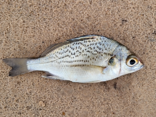 Perotet's grunt (Pomadasys perotaei) — Haemulidae — 2