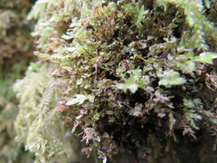 Mnium stellare