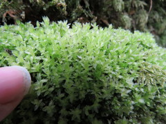 Mnium stellare