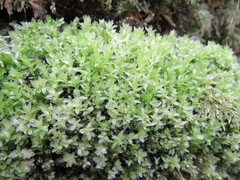 Mnium stellare