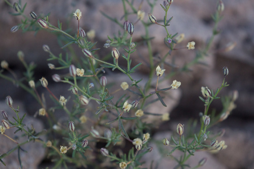 Dayia glutinosa (Dayia glutinosa)