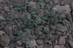 Tiquilia atacamensis