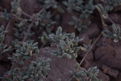 Tiquilia atacamensis