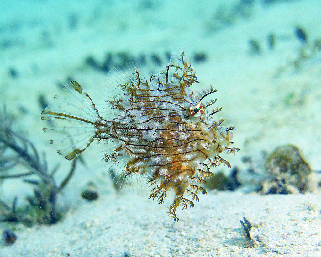Tasselled leatherjacket (Chaetodermis penicilligerus) — Monacanthidae