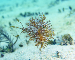Chaetodermis penicilligerus