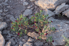Cistanthe amarantoides