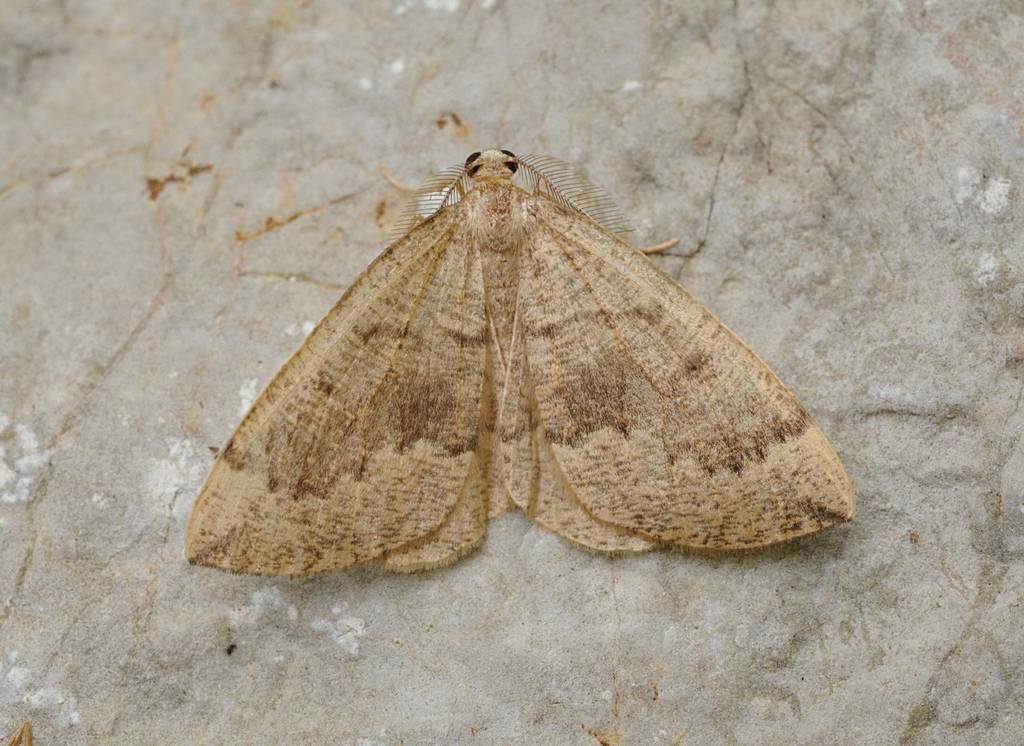 Banded Pine Carpet