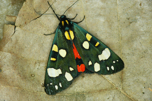 Scarlet Tiger, photo 3 of 10