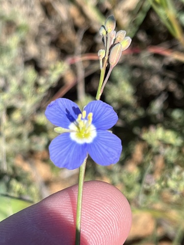 Kamiesberg Sunspurge (Heliophila schulzii)