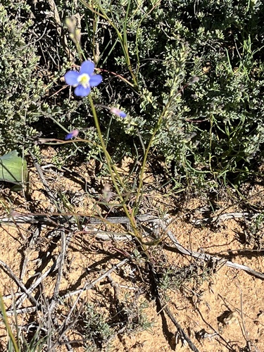 Image of Heliophila schulzii by (c) Dave U, some rights reserved (CC BY-SA)