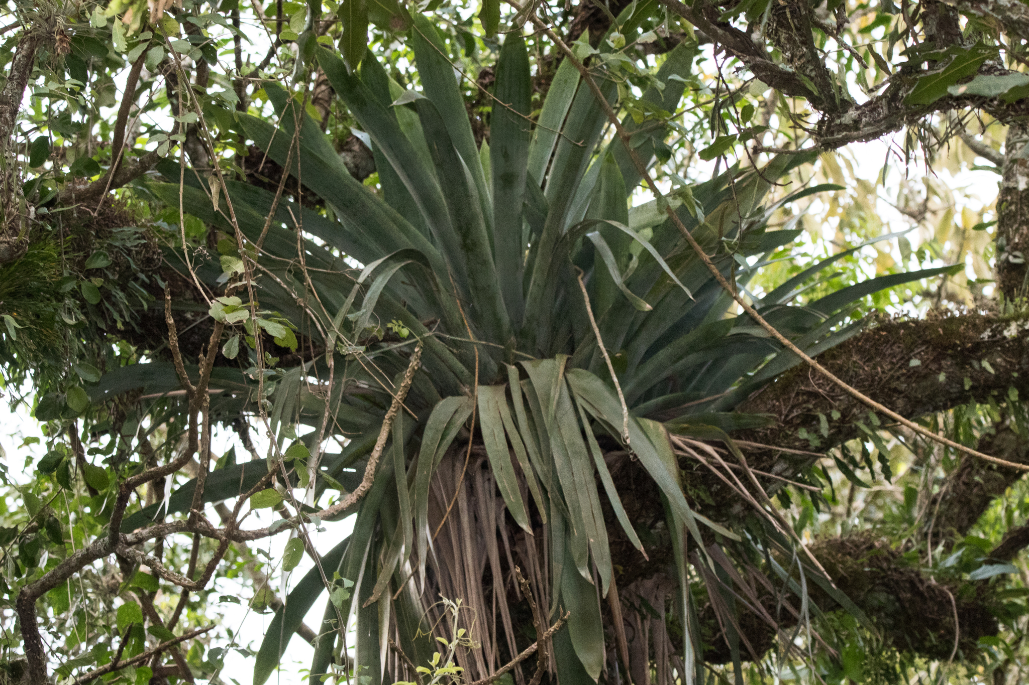Vriesea gigantea