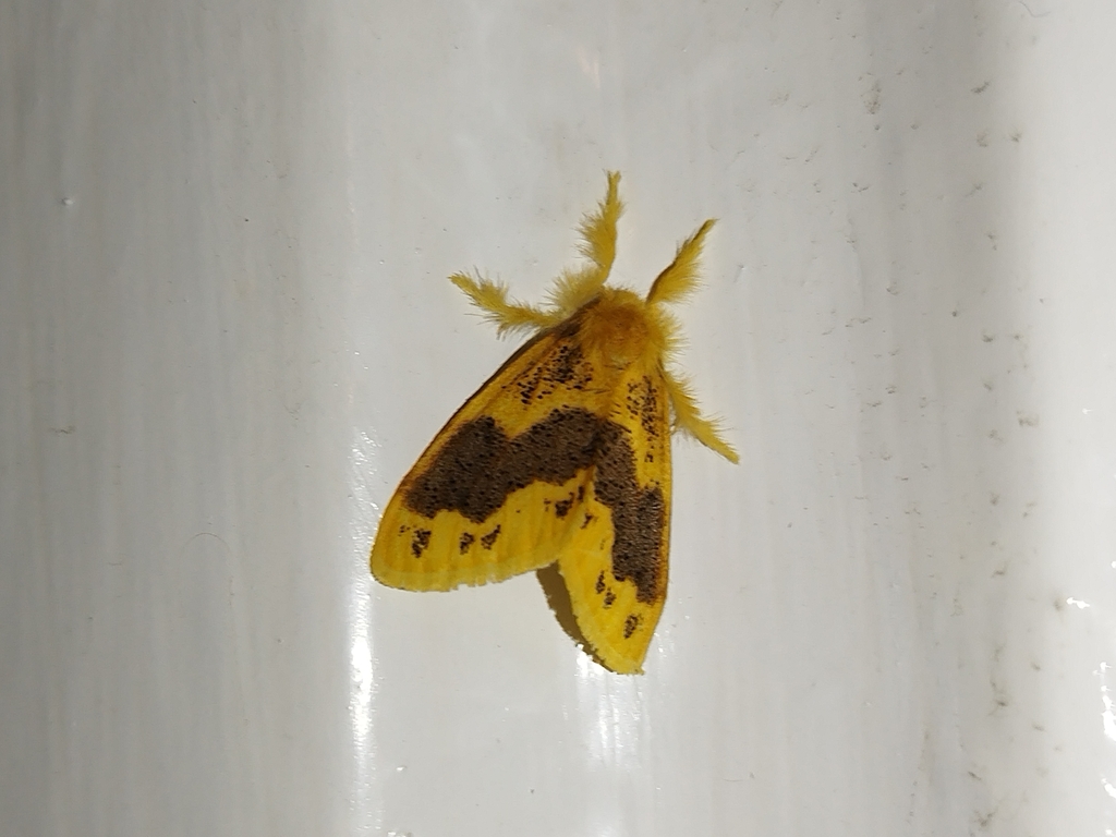 Euproctis purpureofasciata