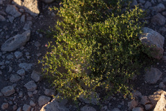 Fagonia chilensis