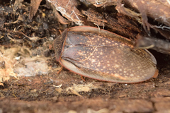 Homoeogamia mexicana