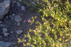 Fagonia chilensis