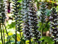 Acanthus mollis