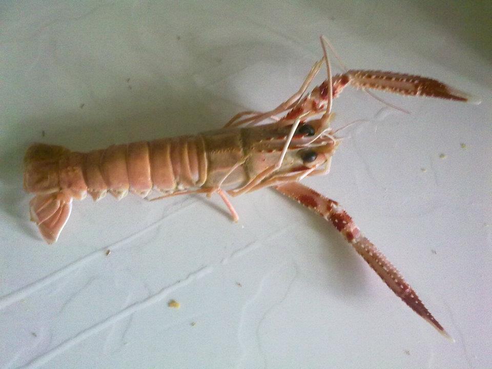 Urugavian Lobster