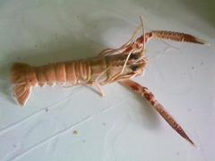 Metanephrops rubellus
