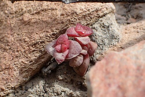 Crassula capitella