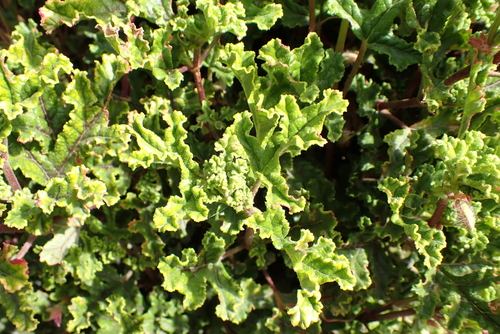 Image of Pelargonium Panduriforme (Pelargonium panduriforme) by (c) Karen Eichholz, some rights reserved (CC BY)